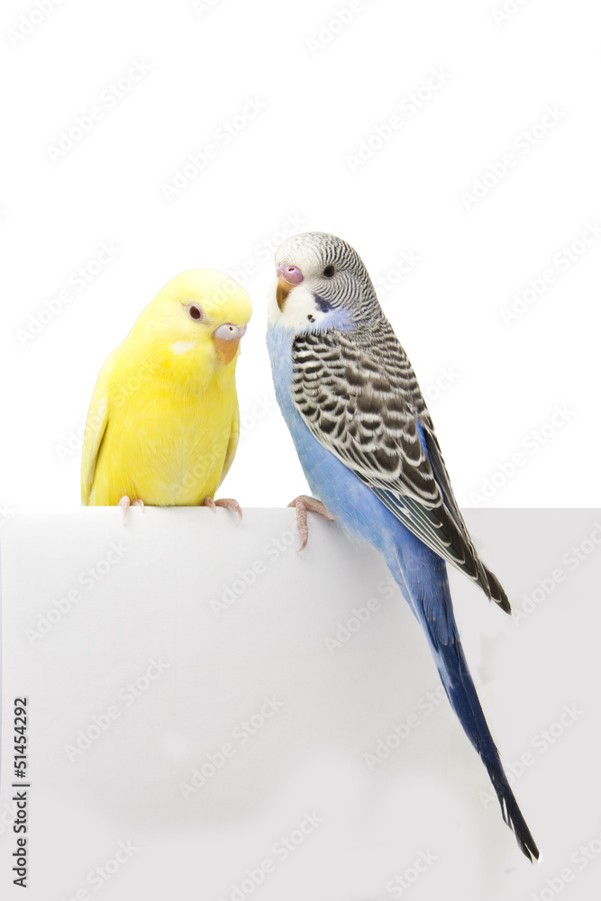 Obraz premium two birds are on a white background
