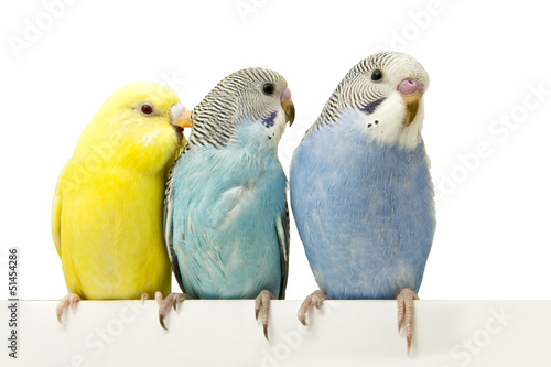 Obraz na płótnie three birds are on a white background