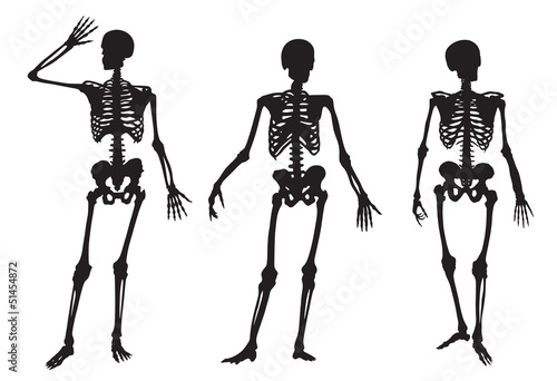 skeleton