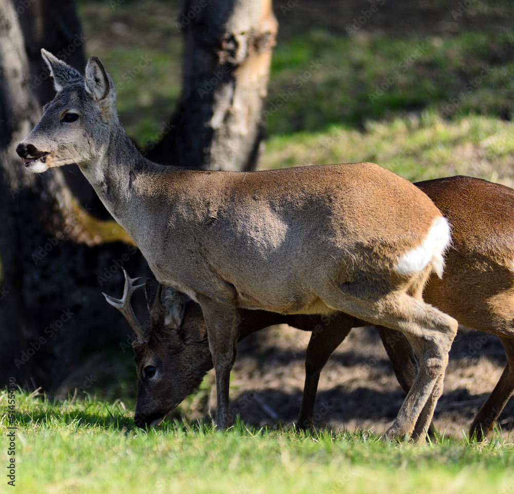 Foto Stock Caprioli Adobe Stock