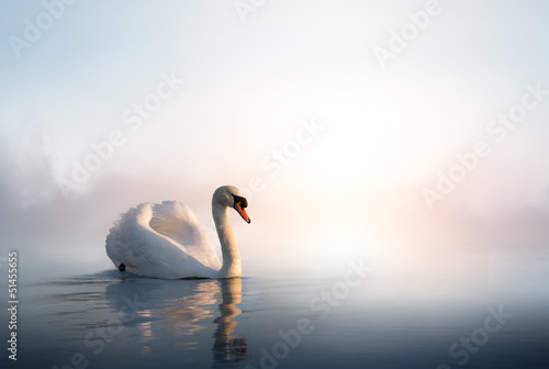 Obraz na plátně Art Swan floating on the water at sunrise of the day