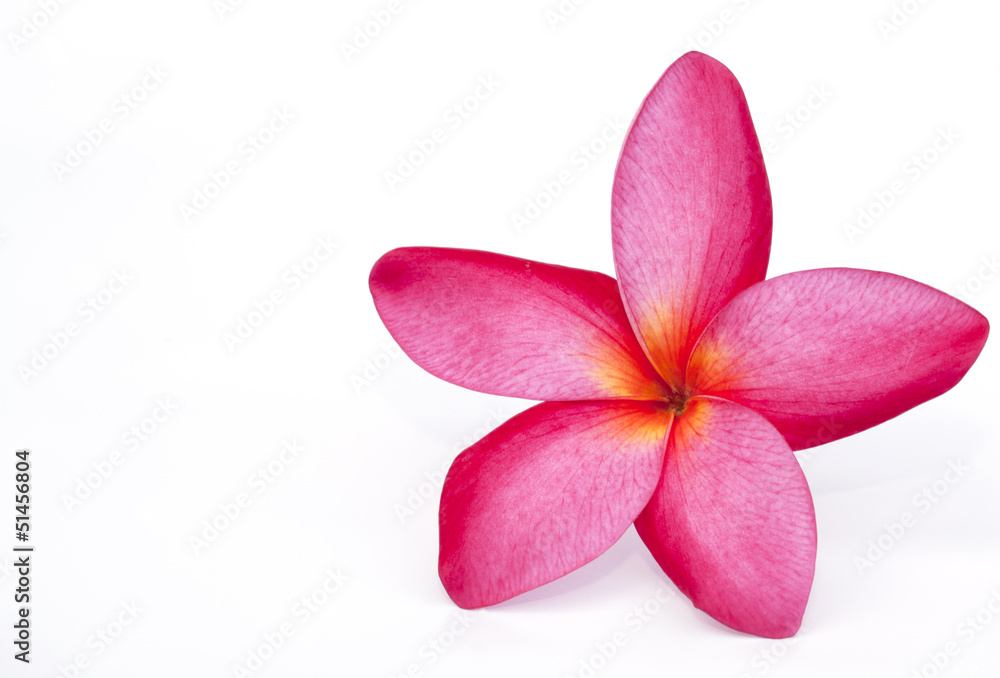 The pink frangipani  flower isolated on the white background