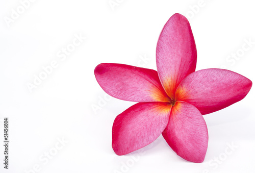 The pink frangipani  flower isolated on the white background