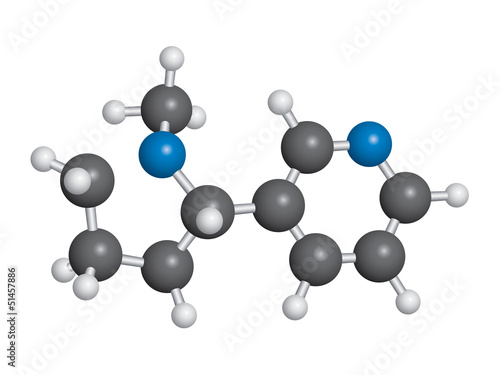 Nicotine molecule ball and stick model - C10H14N2