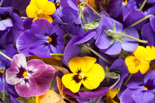 Bunch of violet eatable flowers photo