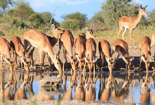 Fototapeta Naklejka Na Ścianę i Meble -  Impala, common - African Wildlife of Red