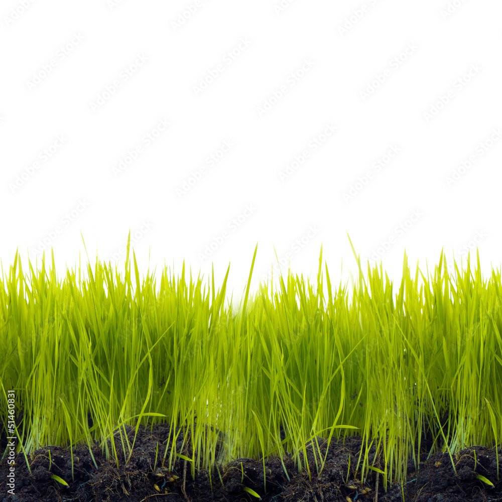 Fototapeta premium Grass with soil