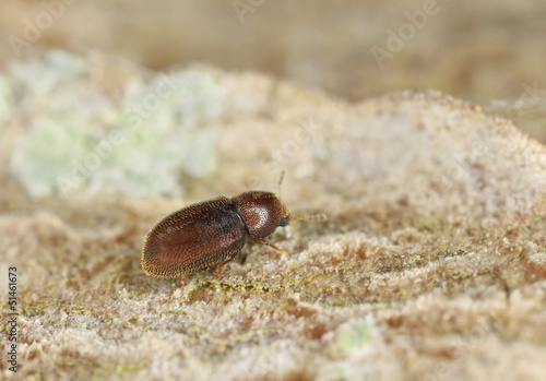 Wood living beetle on wood, extreme close-up