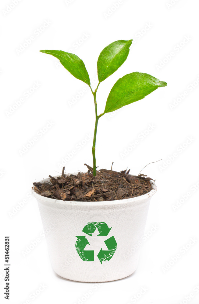 Small orange tree potted in paper recycle pot isolated on white Small orange tree potted in paper recycle pot isolated on white