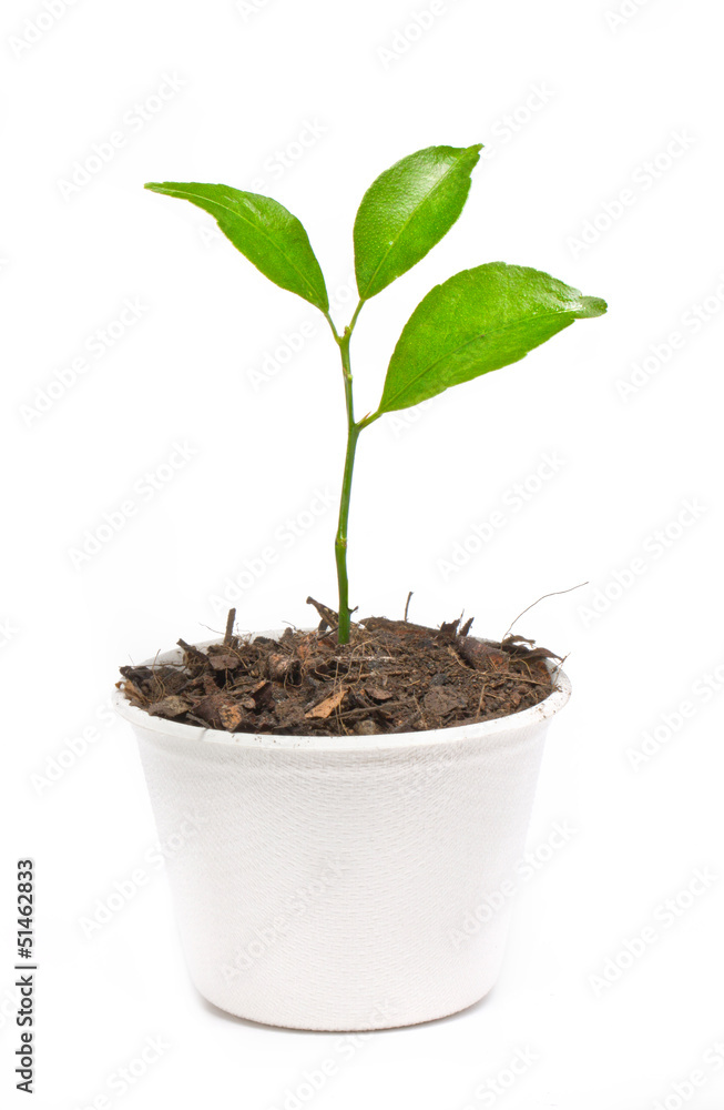 Small orange tree potted in paper recycle pot isolated on white Small orange tree potted in paper recycle pot isolated on white
