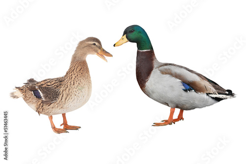 wild duck