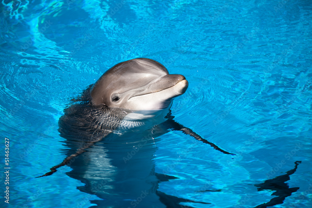 Fototapeta premium Dolphin