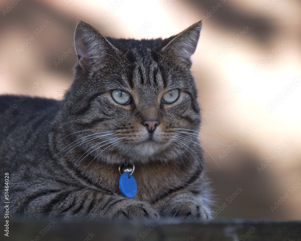Obraz premium Cat