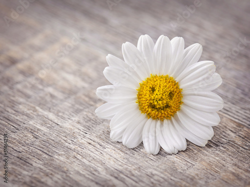 Fototapeta Naklejka Na Ścianę i Meble -  Chamomile flower