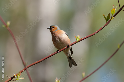 chaffinch on a branch of spring tree