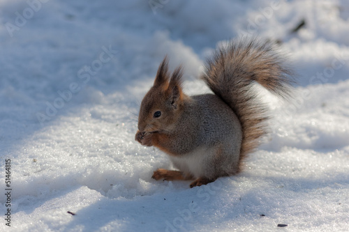 portrait of squirrel © Maslov Dmitry