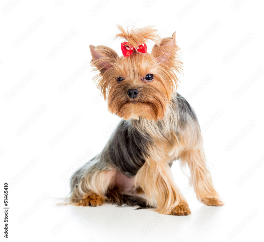 puppy yorkshire terrier isolated on white background puppy yorkshire terrier isolated on white background