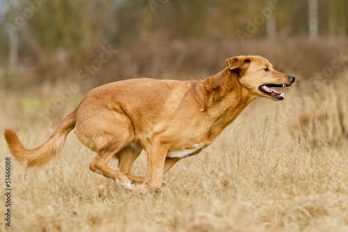 Mischlingshund in Action
