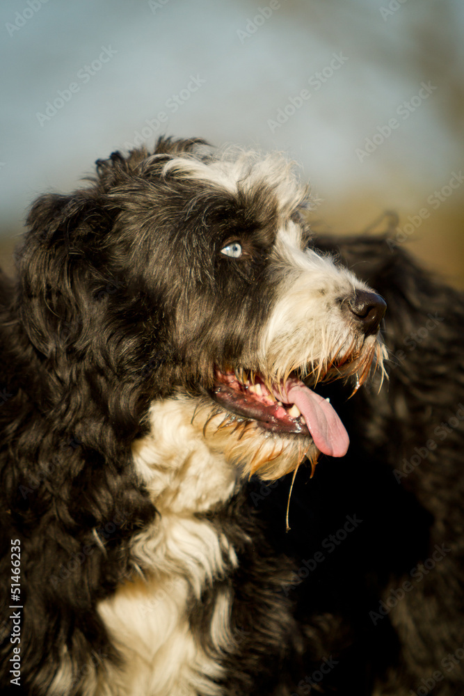 Bobtailmischling Bobtailmischling