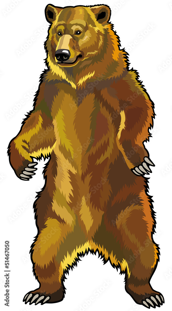 Obraz premium grizzly bear