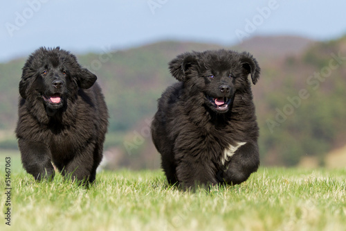 Neufundländer Welpen photo