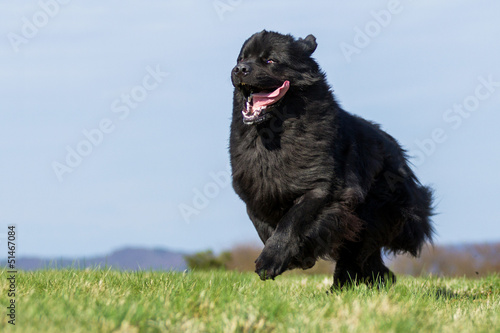 Neufundländer in Action!