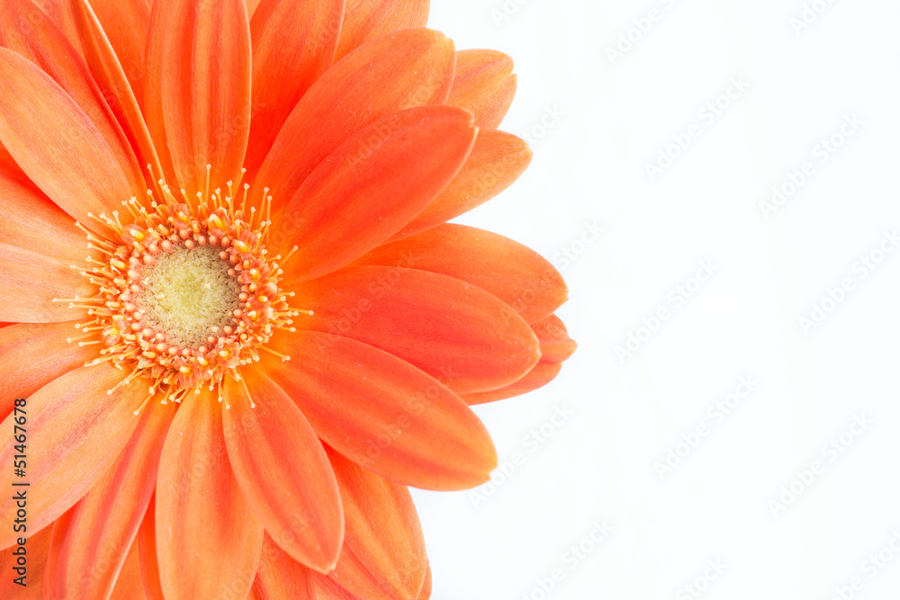 Gerber Flower. Orange gerbera flower close up photo. Gerber Flower. Orange gerbera flower close up photo.