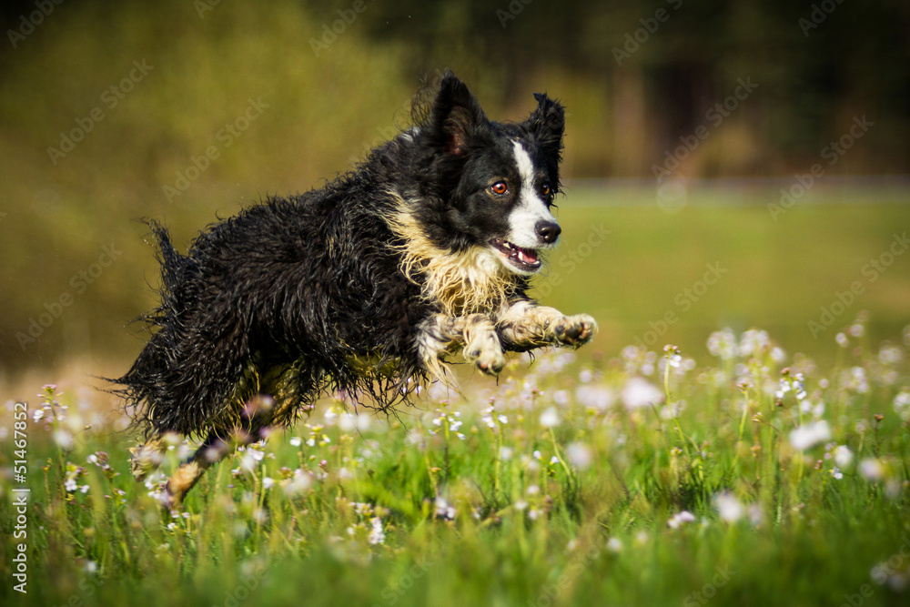 Mini Australian Shepherd in Bewegung