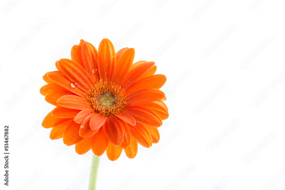 Gerber Flower. Orange gerbera flower close up photo. Gerber Flower. Orange gerbera flower close up photo.