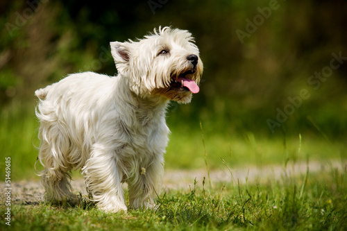West Highland White Terrier in Bewegung
