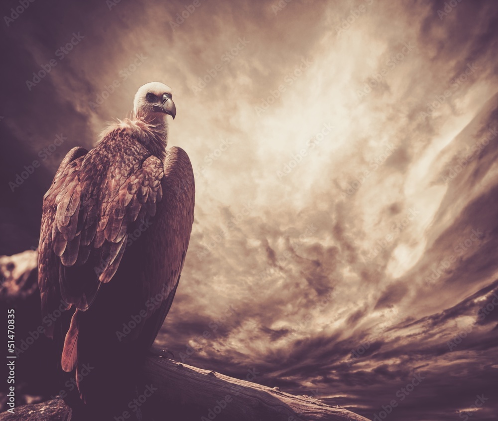Fototapeta premium Eagle sitting on a log against stormy sky