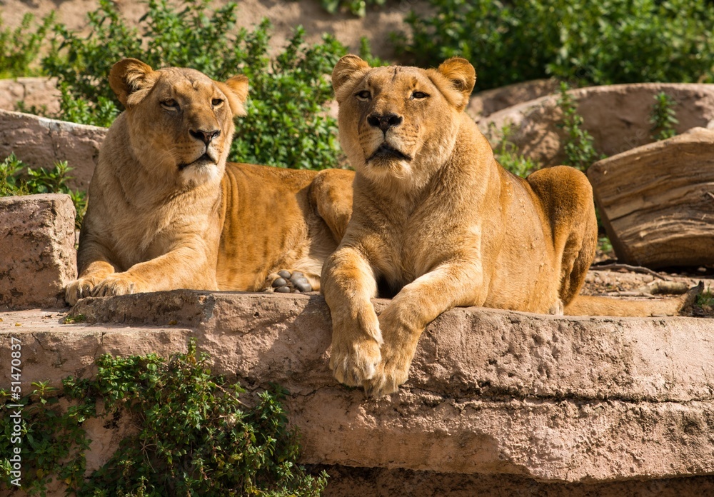 Tow gorgeous lioness in natural habitat Tow gorgeous lioness in natural habitat