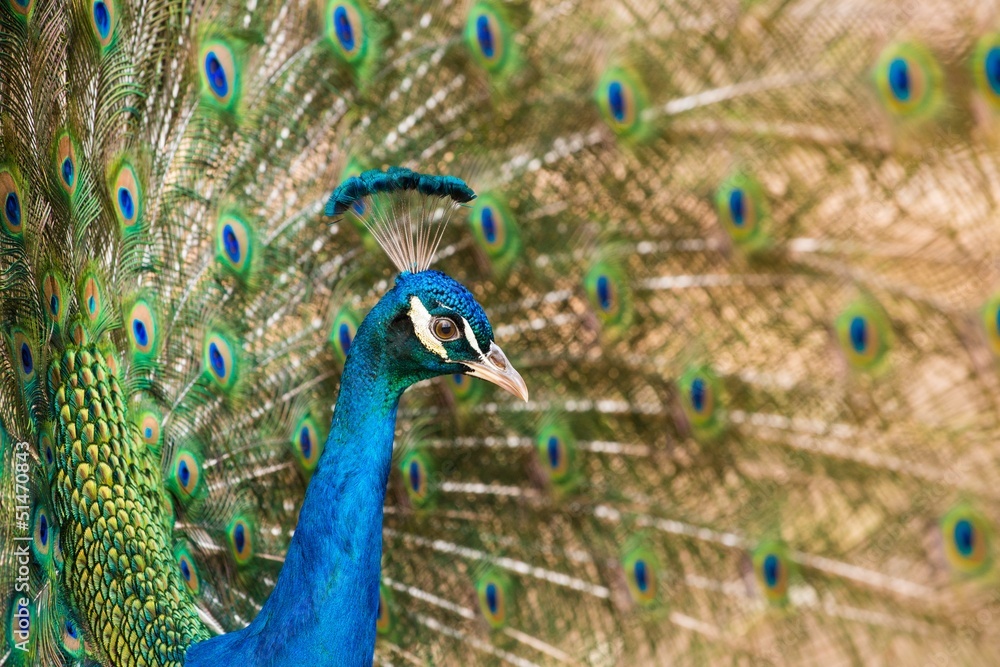 Obraz premium Close-up shot of a peacock