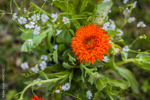 Orange marigold flower, surrounded by a green leaves