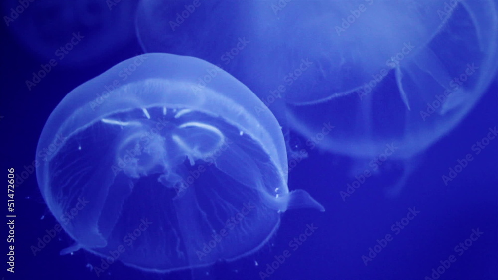 Blooms of white jellyfish named aurelia Blooms of white jellyfish named aurelia