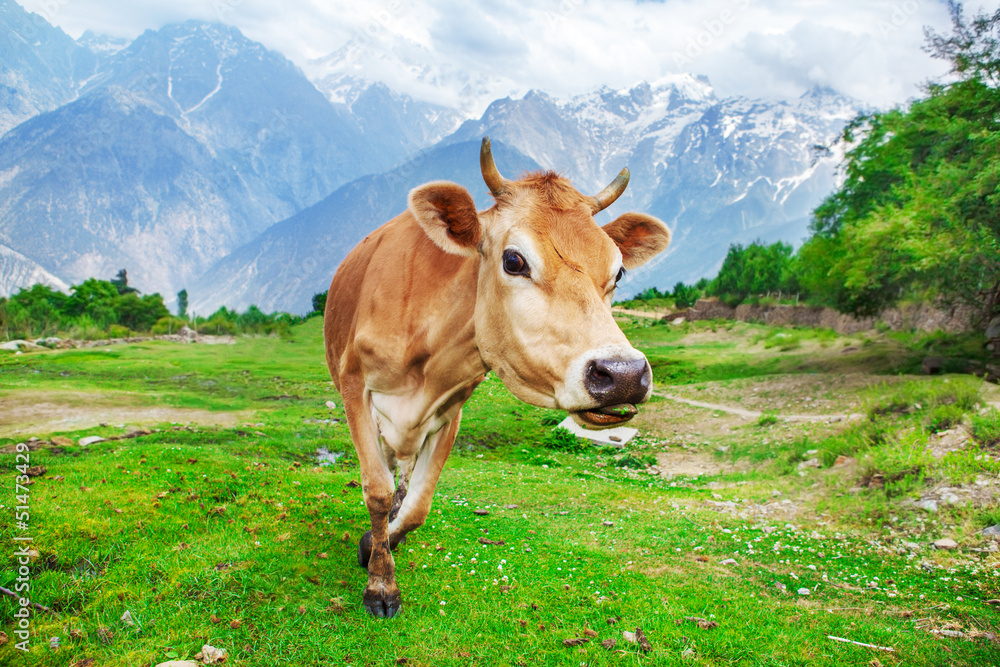 Curious red cow Curious red cow