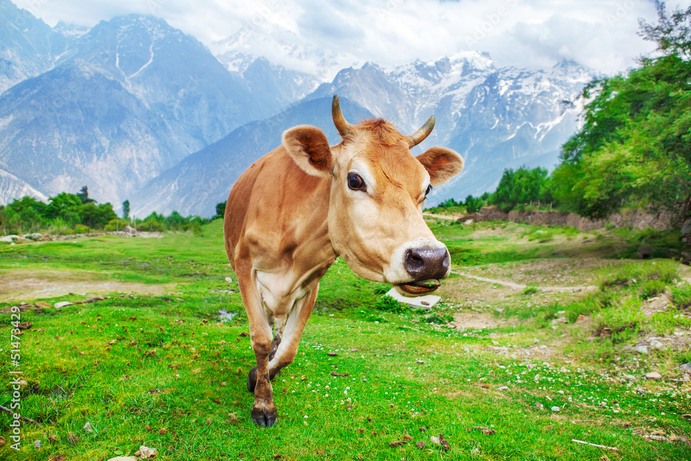 Curious red cow