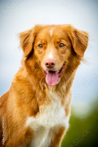 Nova Scotia Duck Tolling Retriever