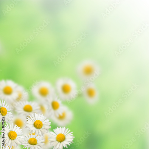 Many White daisies