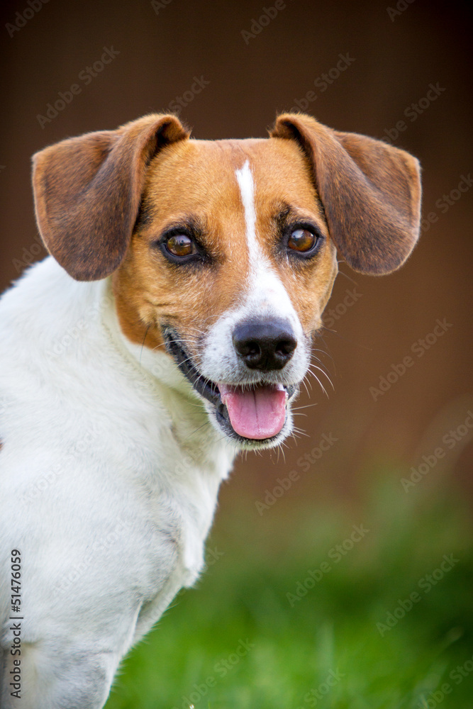Jack Russell Terrier Portrait Jack Russell Terrier Portrait