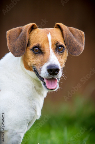 Jack Russell Terrier Portrait © hemlep