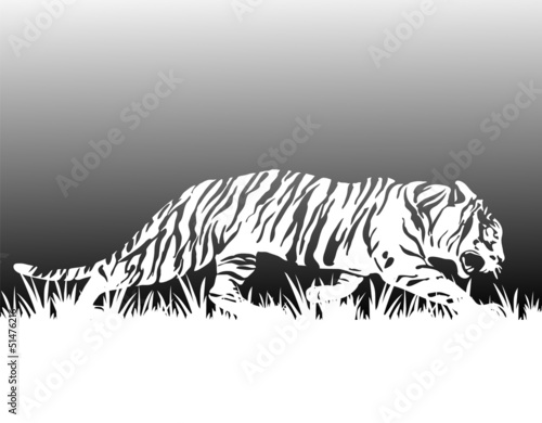 Tiger weiß