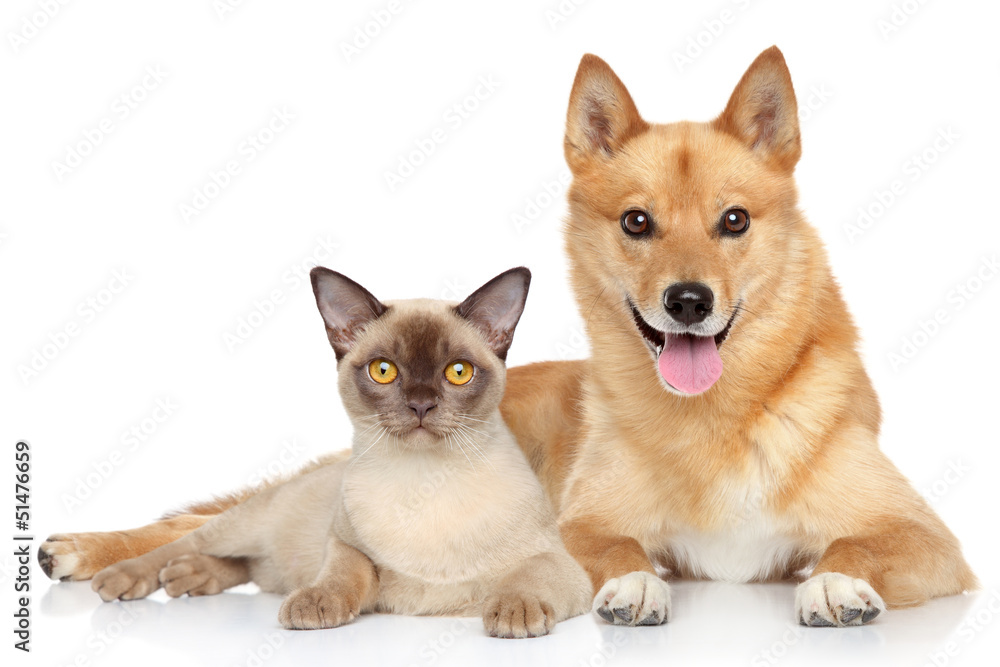 Happy dog and cat together