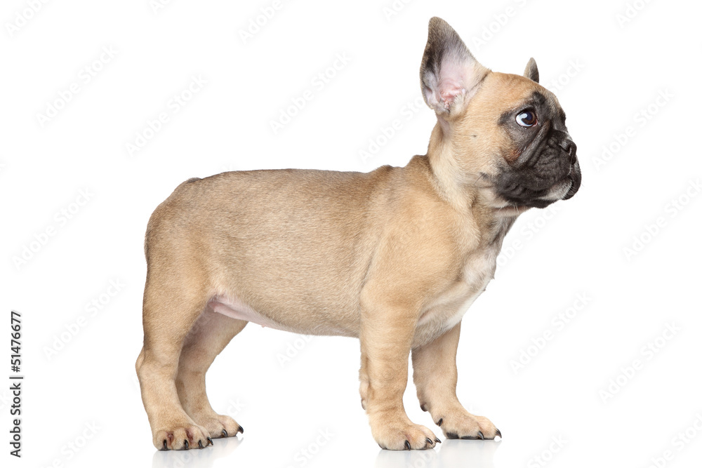 French bulldog puppy French bulldog puppy