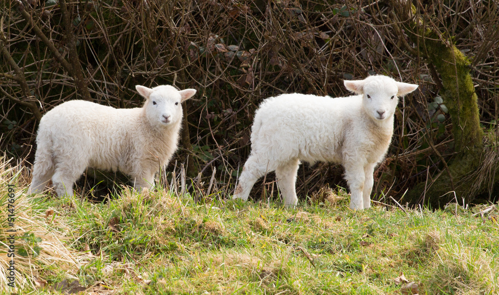 Fototapeta premium Two white lambs looking to camera