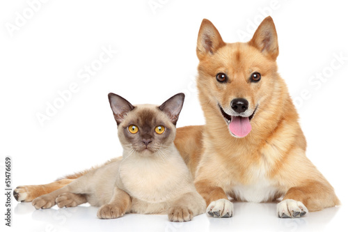 Fototapeta Naklejka Na Ścianę i Meble -  Happy dog and cat together