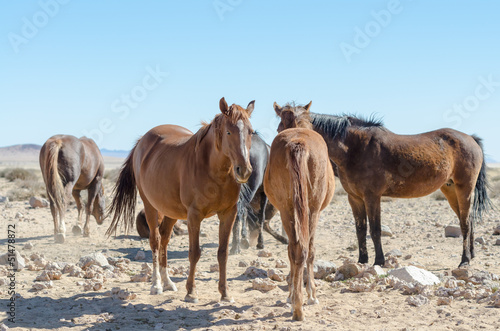 Rare Namib desert horses (Equus ferus caballus) © Ignatius Tan