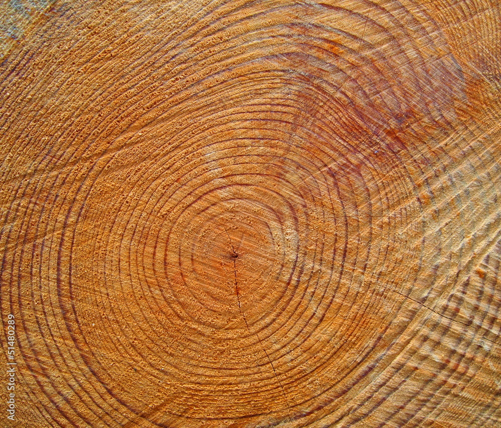 Naklejka premium Taglio di un tronco d'albero