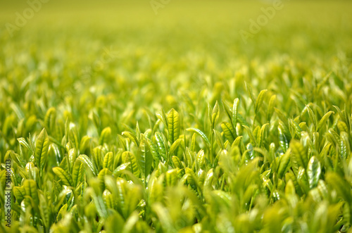 茶畑