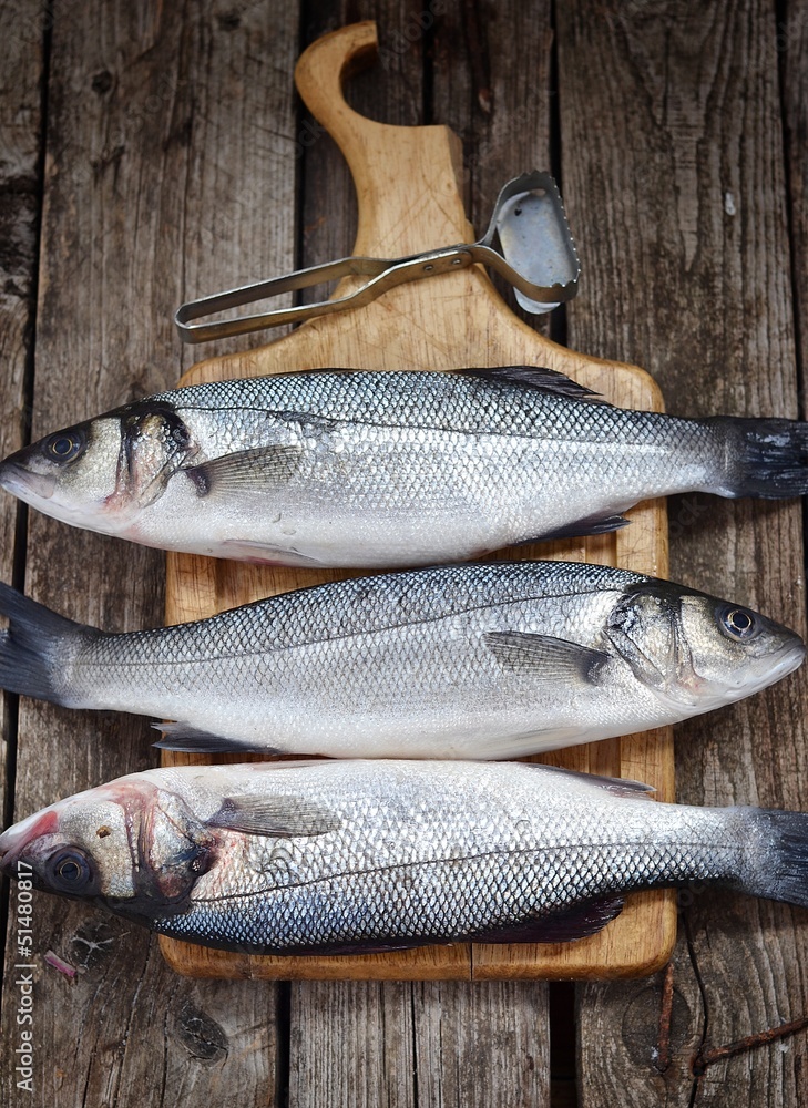 Fototapeta premium sea bass